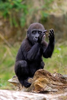 Western gorilla (Gorilla gorilla), young animal, clapping its hands