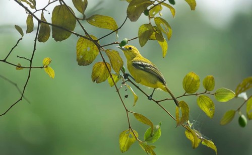 Common Iora (Aegithina tiphia) sitting on a tree branch, Gazipur, Bangladesh