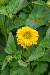 Stuffed sun-eye (Heliopsis helianthoides 'Goldgrünherz'),  Sweden