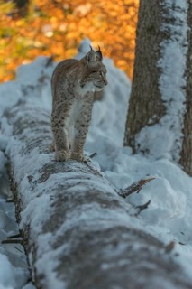 One young male Eurasian lynx, (Lynx lynx), balancing over a snow covered fallen tree in a forest in