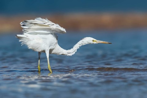 Western Reef Heron (Egretta gularis), Eilat, Israel