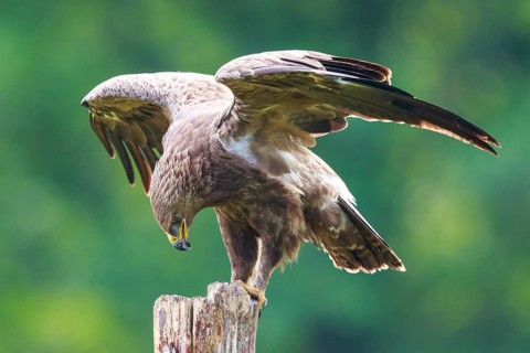 Lesser Spotted Eagle (Clanga pomarina) perched on a pale, Poland