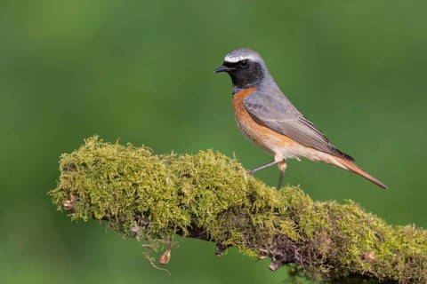Common Redstart (Phoenicurus phoenicurus) male perched on an old mossy tree trunk, Poland