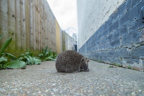 European hedgehog (Erinaceus europaeus) adult animal on a garden path, Suffolk, England, United