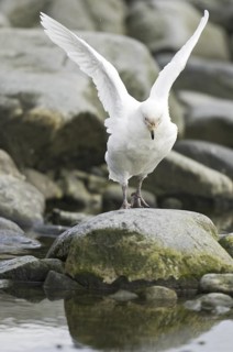 Snowy Sheathbill (Chionis albus), Antarctica