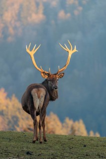 A red deer stag (Cervus elaphus) stands in a meadow in the low light of a winter's day and looks