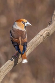 Hawfinch (Coccothraustes coccothraustes) on a branch in the forest. Lower Rhine, Alsace, France