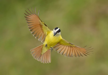 Great Kiskadee (Pitangus sulphuratus) flying, Texas, USA