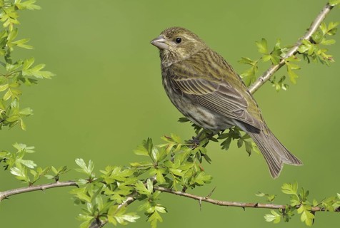 Purple Finch (Haemorhous purpureus) female, British Columbia, Canada