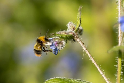Early bumblebee (Bombus pratorum) adult bee insect feeding on a garden Green alkanet flower in