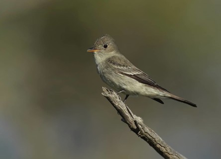 Eastern Wood Pewee (Contopus virens), Wisconsin, USA