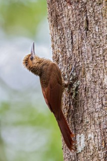 Northern Barred Woodcreeper (Dendrocolaptes sanctithomae) perched on a branch in Costa Rica