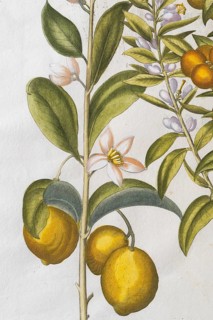 Lemons with flowers, hand-coloured copperplate engraving by Basilius Besler, from Hortus