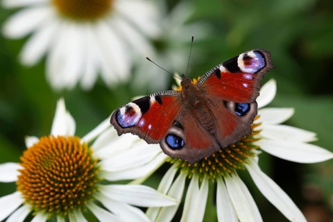 Peacock butterfly (Aglais io) adult insect feeding on a garden Coneflower (Echinacea spp) flower in
