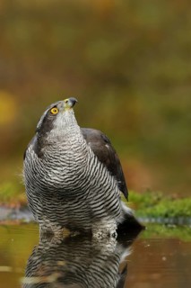 Northern Goshawk (Accipiter gentilis) male, Utrecht, Netherlands