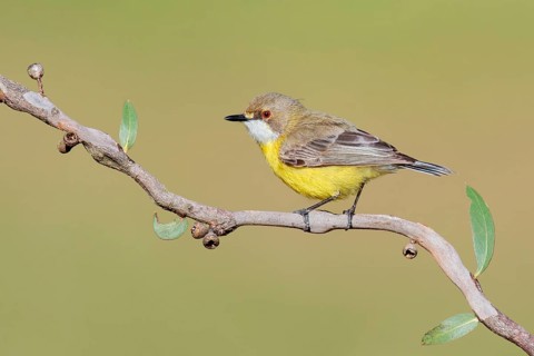 White-throated Gerygone (Gerygone olivacea), New South Wales, Australia