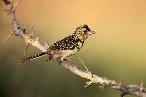 D'Arnaud's Barbet (Trachyphonus darnaudii), Ethiopia