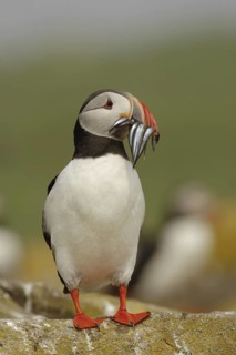 Atlantic Puffin (Fratercula arctica), Farne Islands, United Kingdom