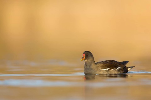 Common Moorhen (Gallinula chloropus), Rhineland-Palatinate, Germany