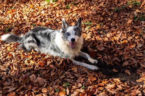 A joyful dog lies on a bed of vibrant autumn leaves, basking in the sun on a crisp morning The