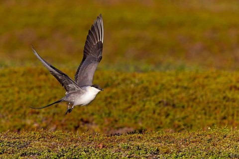 Falkenraubmöwe, Long-tailed Skua, Long-tailed Jaeger, Stercorarius longicaudus, Labbe à longue