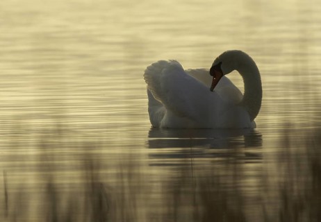 Mute Swan (Cygnus olor), Mecklenburg-Western Pomerania, Germany