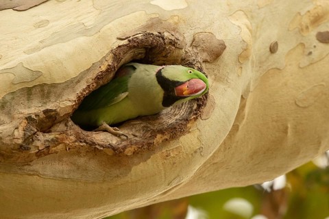 Alexandrine Parakeet (Psittacula eupatria) male peering out from nest hole, Hesse, Germany