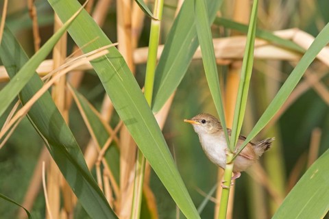Streifenprinie, Graceful Warbler, Graceful Prinia, Prinia gracilis, Prinia gracile, Alzacola Grácil