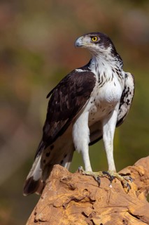 African Hawk-eagle, Acacia eagle, (Aquila spilogaster), perch, Tendaba camp / Tendaba photo hid,