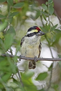 Red-fronted Tinkerbird, Pogoniulus pusillus, Kenya, Lake Baringo