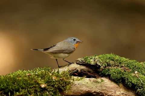 Red-breasted Flycatcher sitting at a trunk at the Hoge veluwe Netherlands