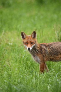 Red fox (Vulpes vulpes) fawn secured in the meadow, Allgäu, Bavaria, Germany, Allgäu, Bavaria,