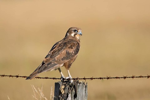 Brown Falcon (Falco berigora), Victoria, Australia