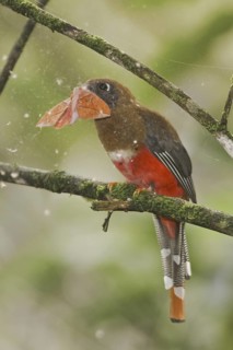 Masked Trogon (Trogon personatus) female, Ecuador