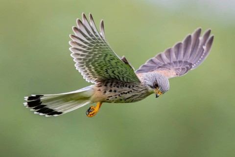 Common Kestrel (Falco tinnunculus) male flying, Baden-Wuerttemberg, Germany
