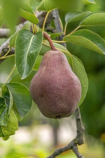 Pear (Pyrus communis 'Rote Williams Christ'), Bavarian Fruit Centre, Germany