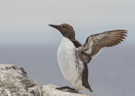 Common Murre (Uria aalge) flapping wings, Scotland, United Kingdom