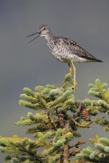 Greater Yellowlegs (Tringa melanoleuca) calling, Alaska, USA