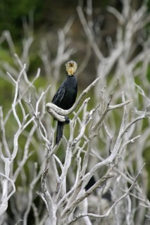 Little Pied Cormorant (Microcarbo melanoleucos), North Island, New Zealand