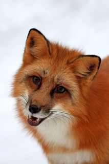 Red fox (Vulpes vulpes), adult, foraging, portrait, in the snow, in winter, Montana, USA, North