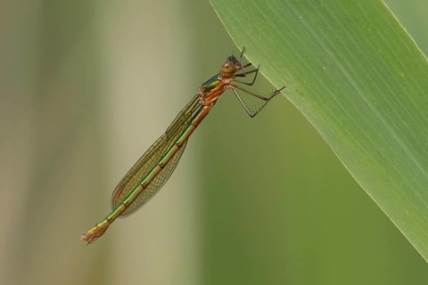 Emerald damselfly (Lestes sponsa) adult female insect resting on a reed leaf in summer, RSPB