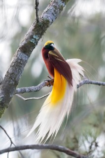 Lesser Bird-of-paradise (Paradisaea minor) perched on a branch in Papua New Guinea