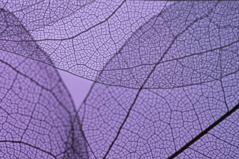 Close-up of delicate purple leaf skeletons, showcasing intricate vein patterns against a smooth