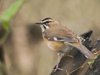 Bearded Scrub Robin (Cercotrichas quadrivirgata), South Africa