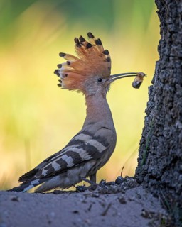 Eurasian Hoopoe (Upupa epops) with food in beak, Saxony-Anhalt, Germany
