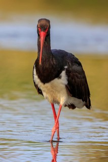 Black Stork (Ciconia nigra) foraging, Greece