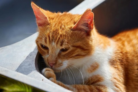 Orange cat resting with relaxed expression and looking around, Kalithea, cat station, Rhodes,