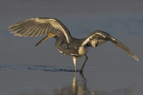 Tricolored Heron (Egretta tricolor), Florida, USA