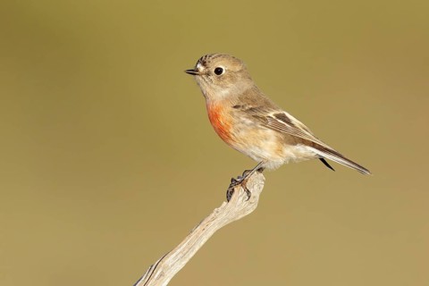 Scarlet Robin (Petroica boodang) female, Victoria, Australia