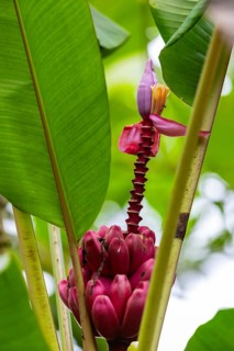 Banana (Musa), flower, La Fortuna, Guanacaste, Costa Rica
